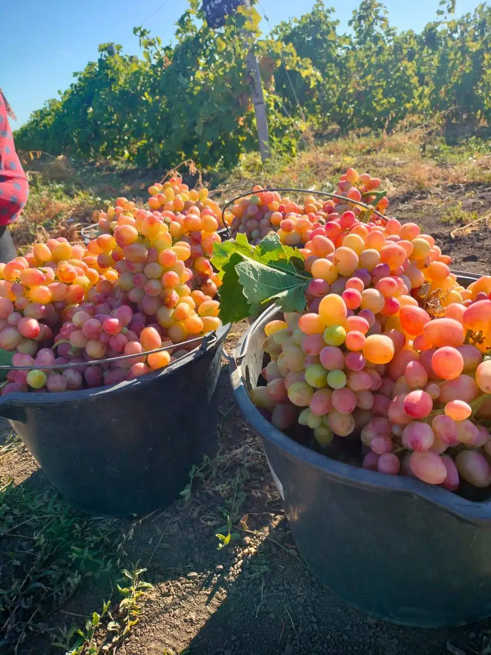 Продажа винограда от производителя в Таганроге - Барахолка в Таганрог
