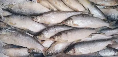 Свежемороженый сырок (Ямал), от 300 г - Продукты в Тюмень