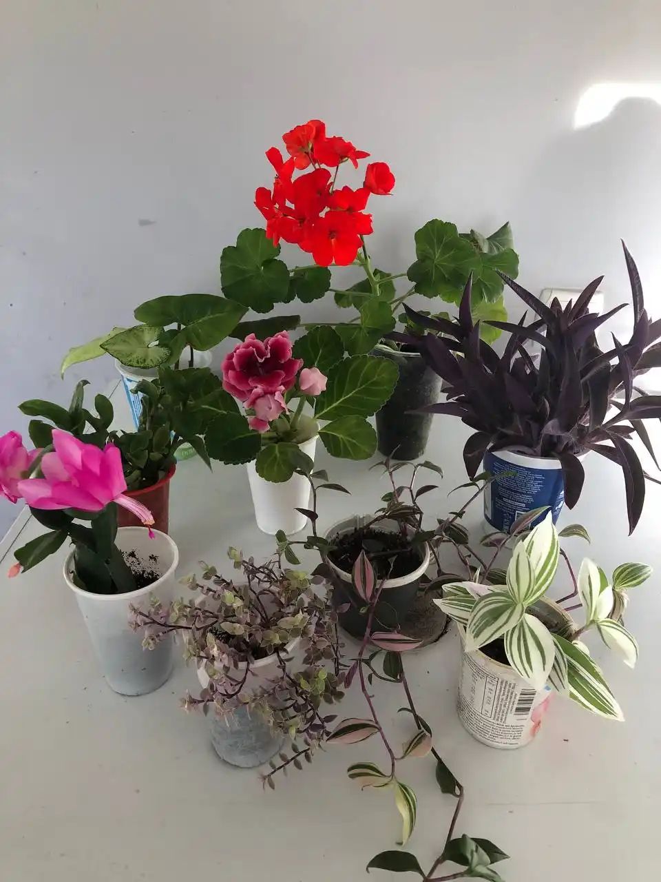 Продам цветы