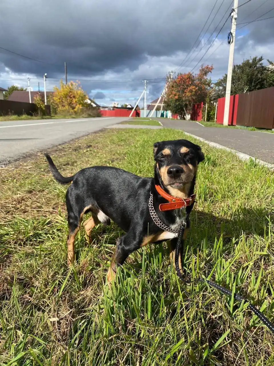 Пес Георгий ищет хозяев