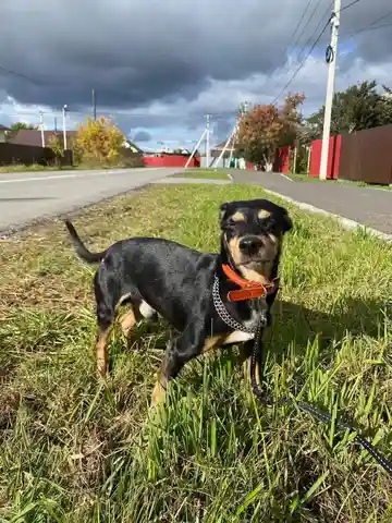 Пес Георгий ищет хозяев - Животные в Тюмень