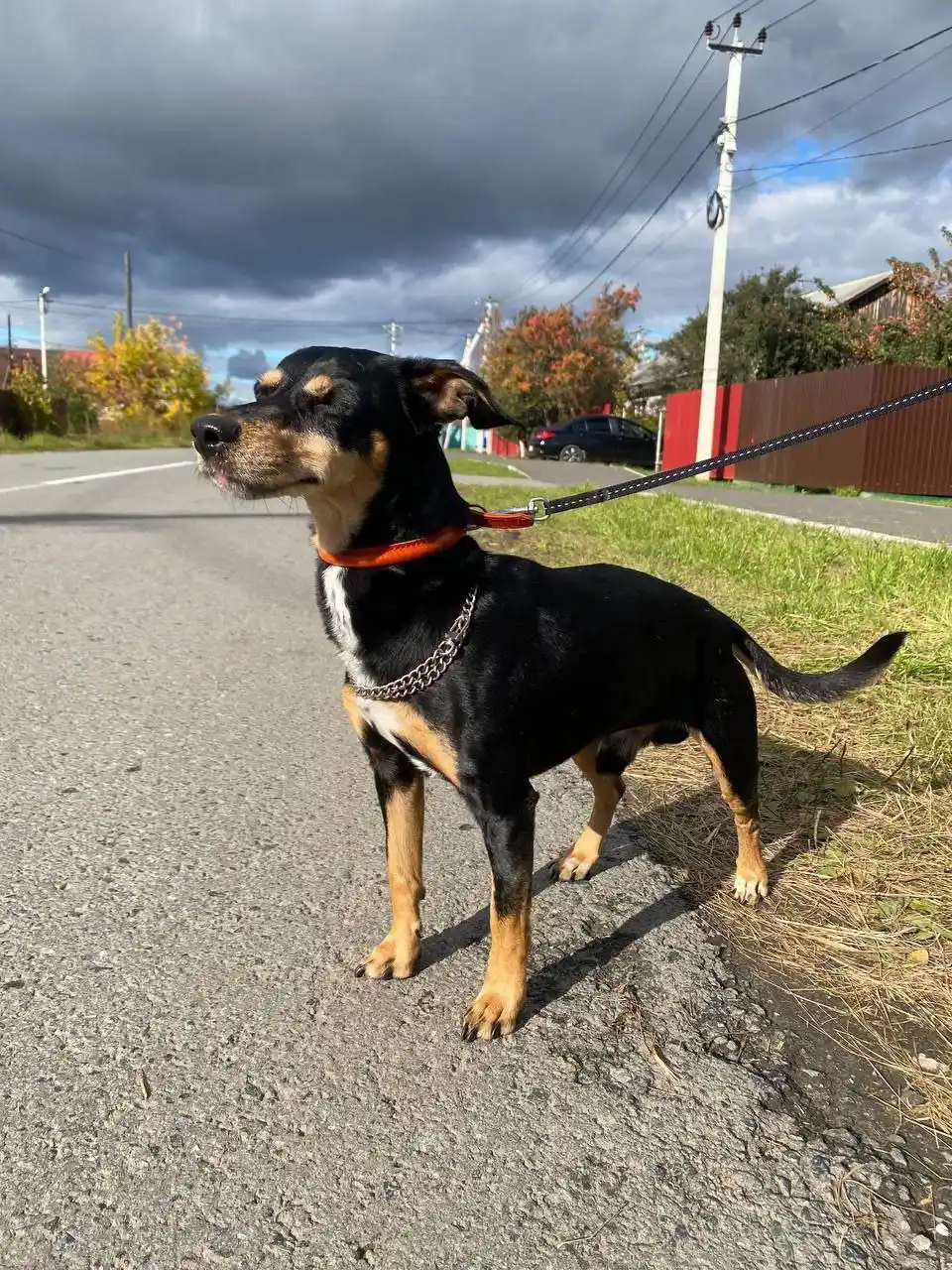 Пес Георгий ищет хозяев