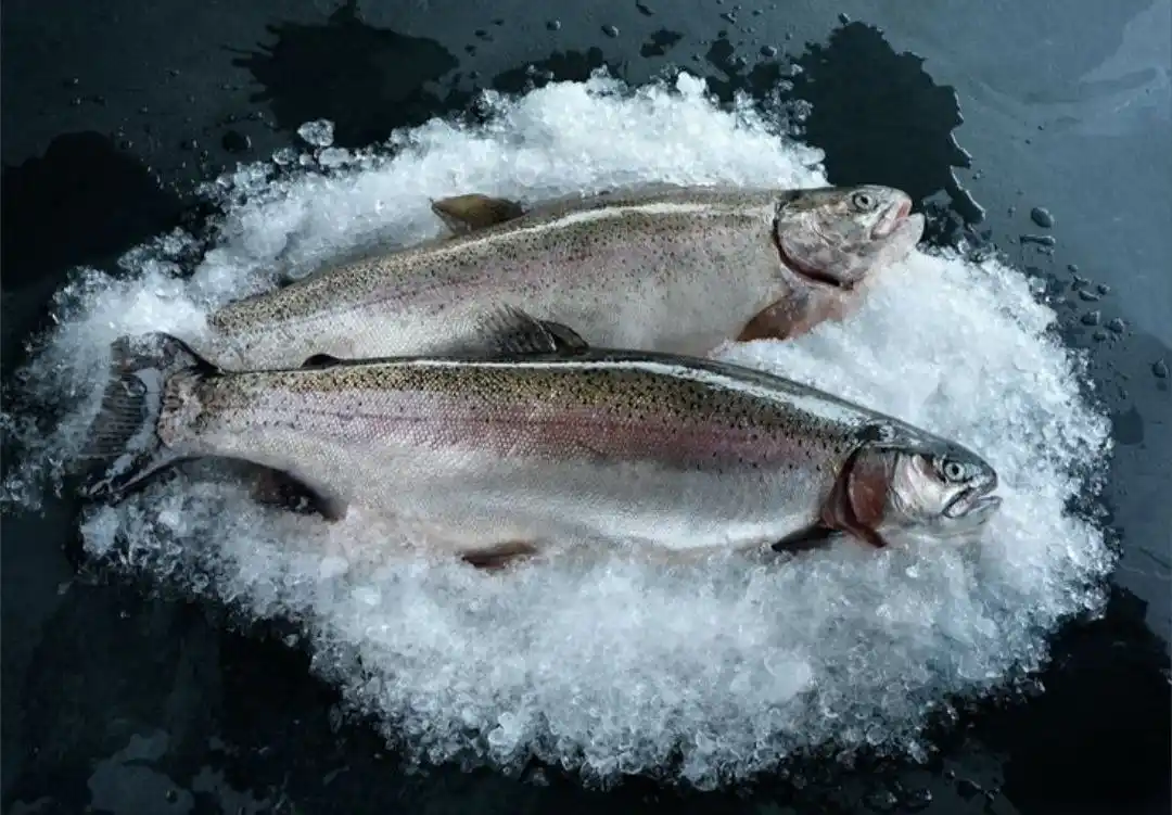 Свежая форель с Рефтинского водохранилища