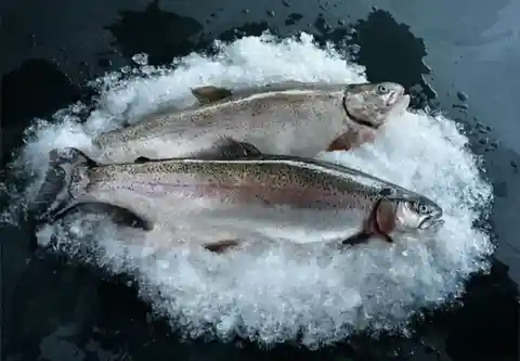 Свежая форель с Рефтинского водохранилища - Животные в Тюмень