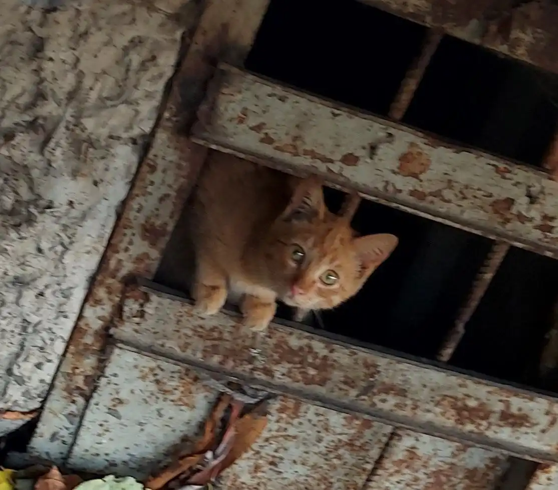 Малыш-рыжик нуждается в помощи