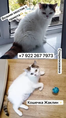 Отдам кошку в хорошие руки - Животные в Тюмень