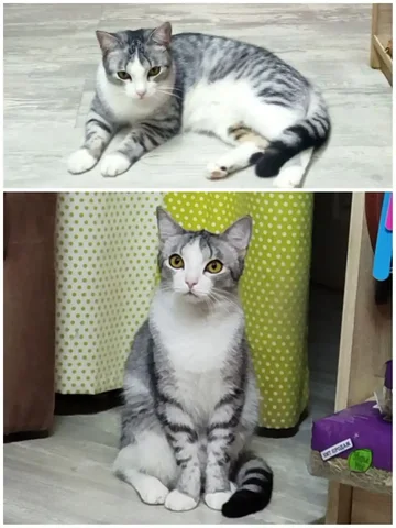 Котик Перчик ищет дом - Животные в Тюмень