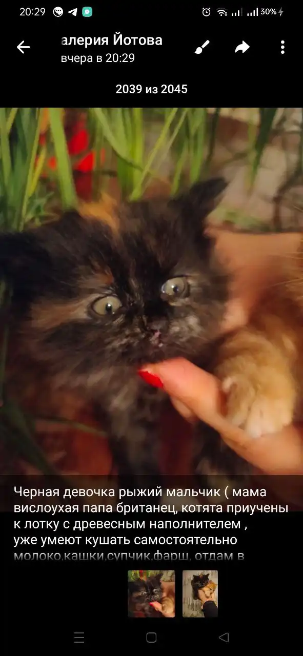 Объявления Тюмень Бесплатно