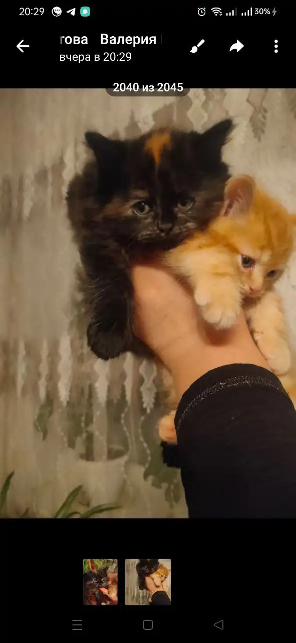 Объявления Тюмень Бесплатно