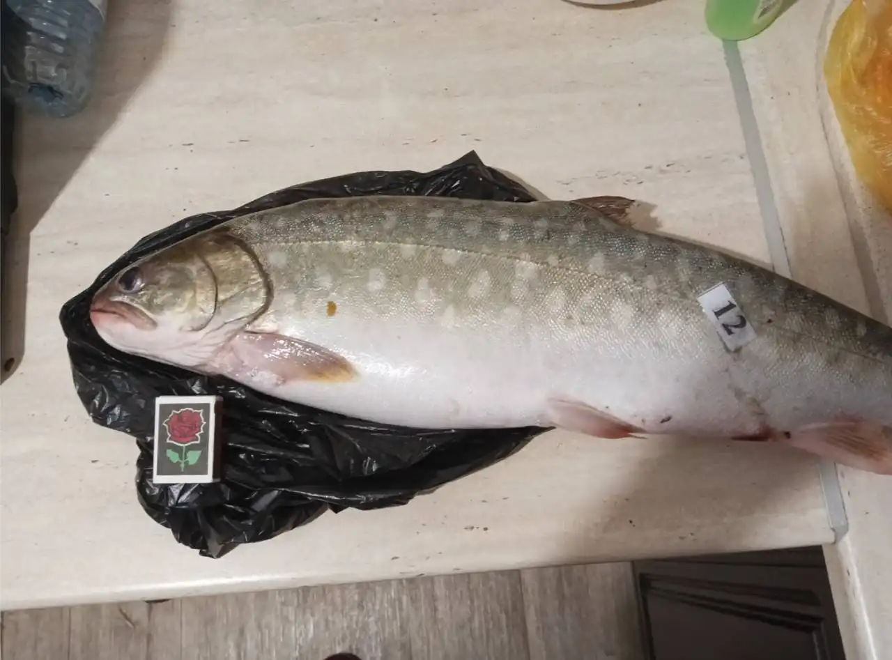 Продажа дальневосточной кунджи