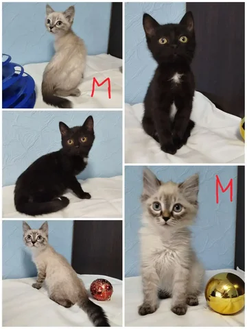 Котята ищут хозяина в Тюмени - Животные в Тюмень