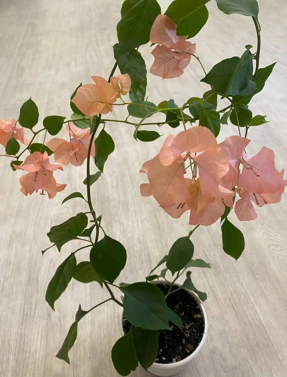 Бугенвиллея