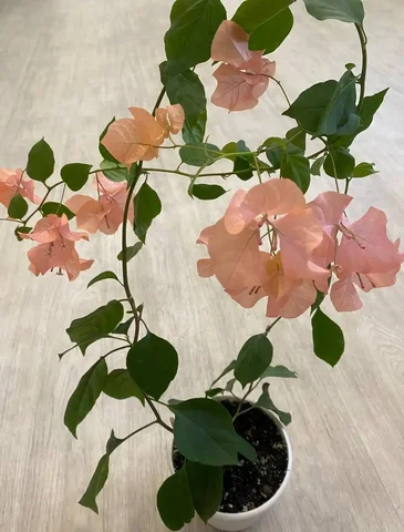 Бугенвиллея - Хобби и отдых в Тюмень