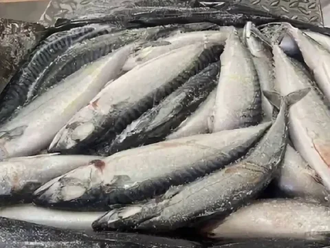 Свежемороженая скумбрия оптом - Хобби и отдых в Тюмень