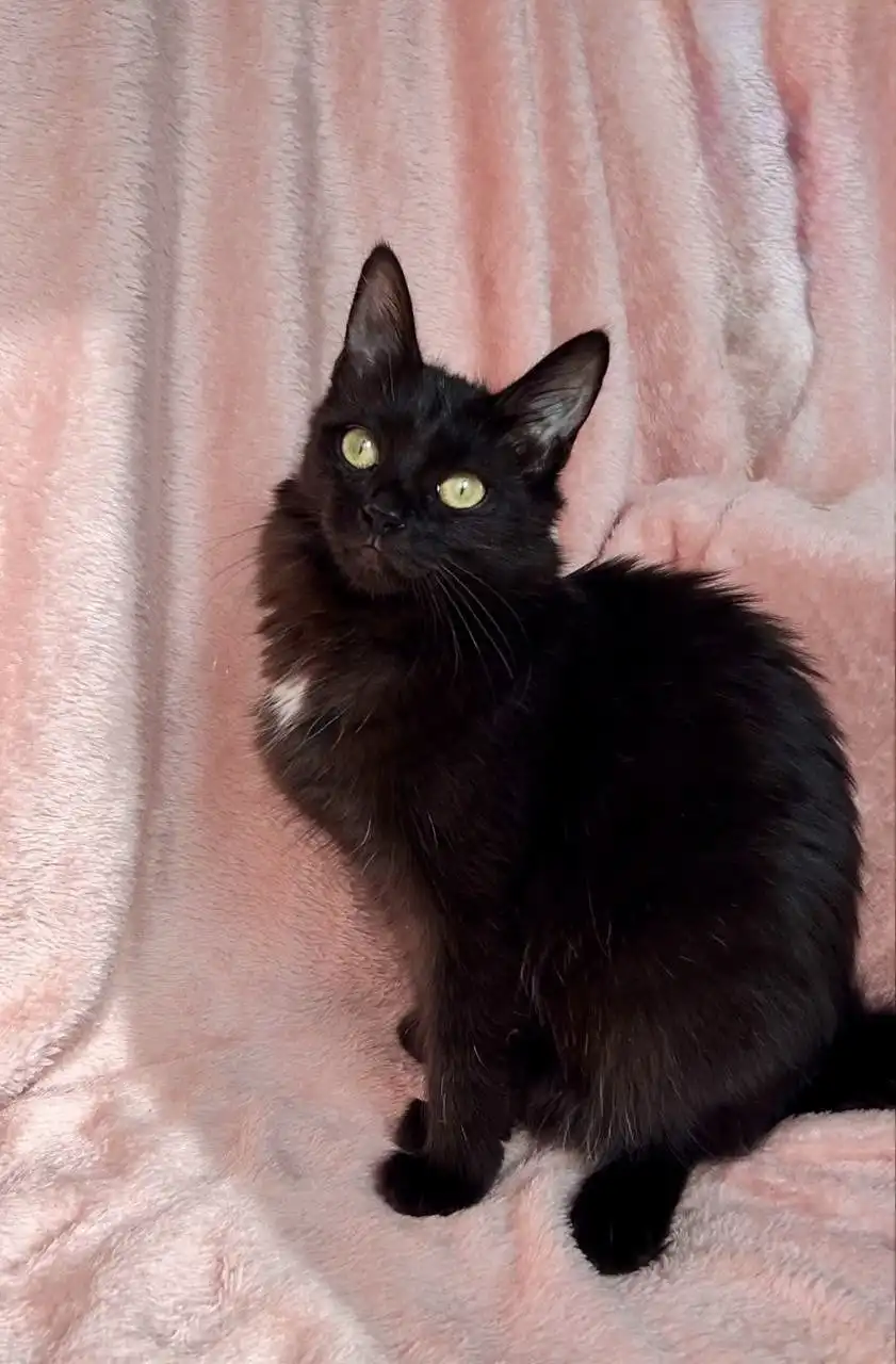 Кошечка Ниран ищет дом