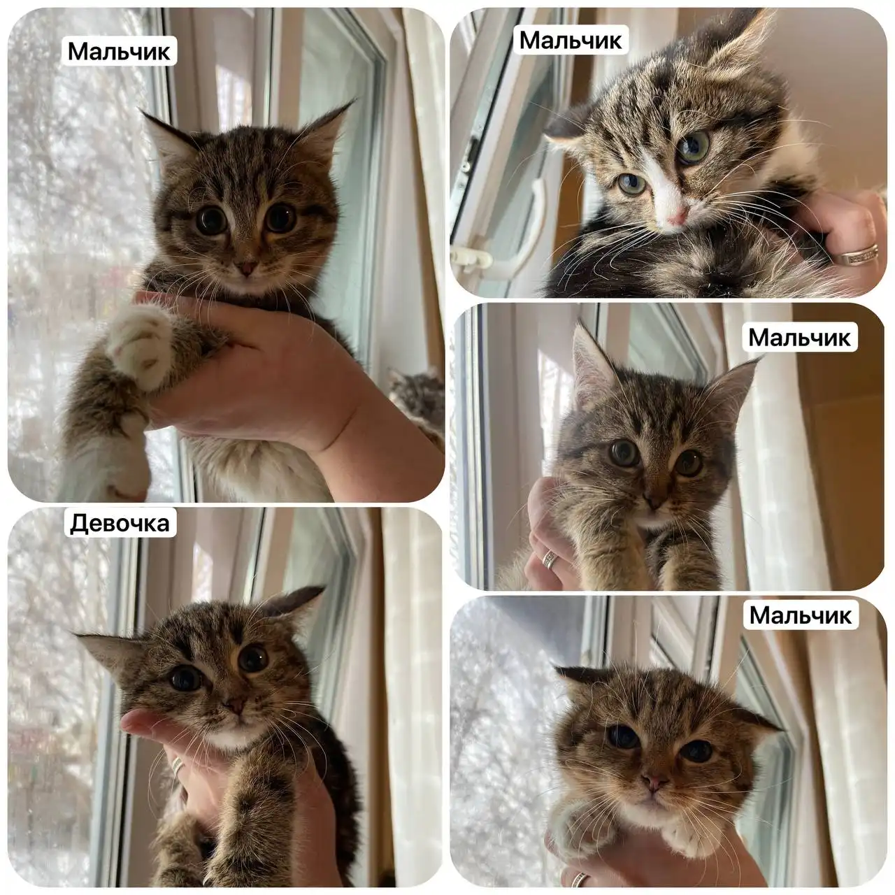 Котята 3 месяца, стерильные, приучены к лоточку