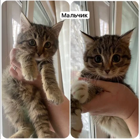 Ищу дом для котят - Животные в Тюмень