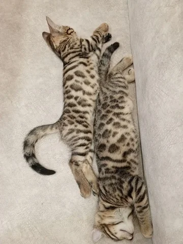 Продаются бенгальские котята 2 месяца - Животные в Тюмень