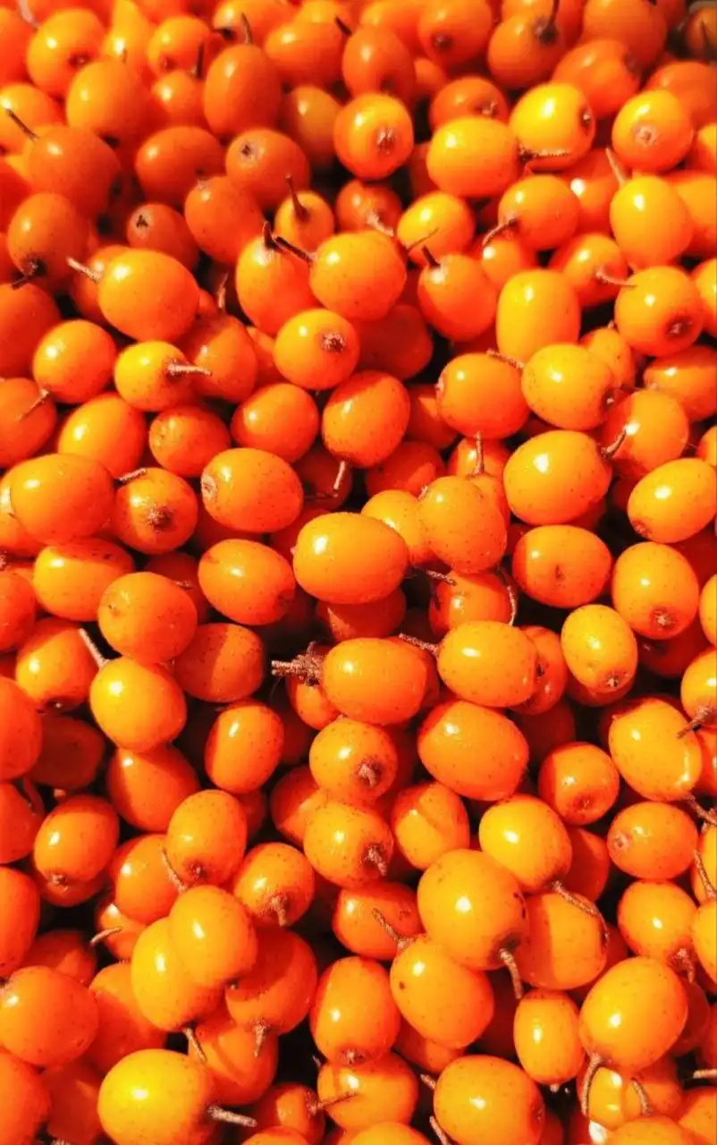 Свежемороженая садовая облепиха с доставкой