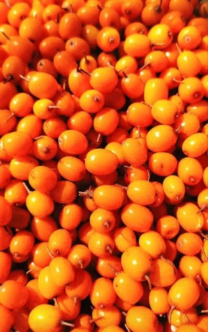 Свежемороженая садовая облепиха с доставкой - Хобби и отдых в Тюмень