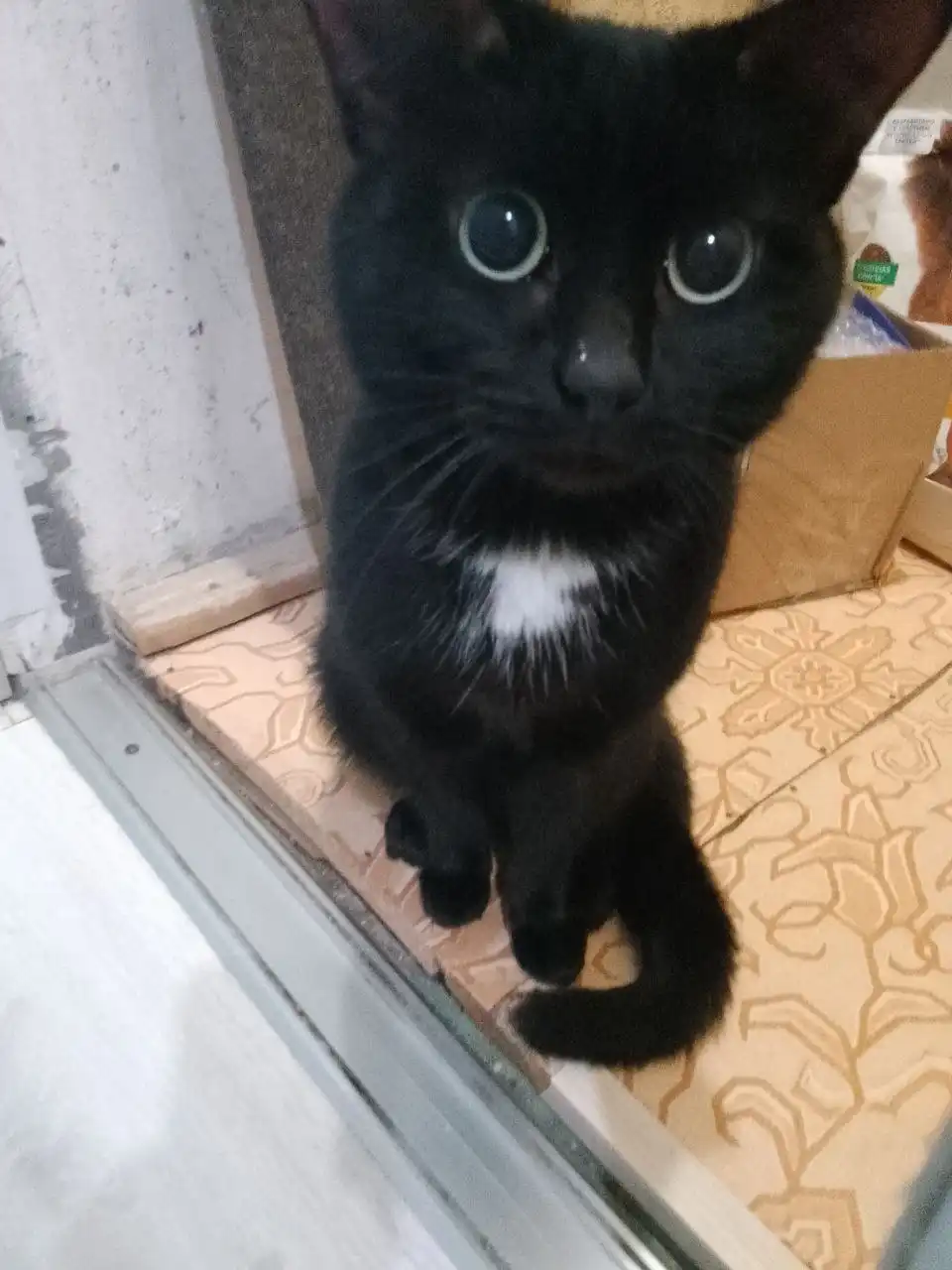 Найден красивый ухоженный котик в Тюмени