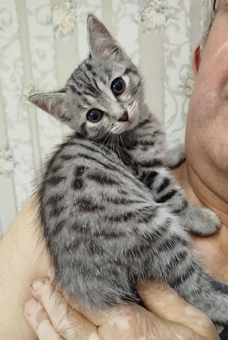 Ищем хозяина для ласковой кошечки - частное объявление в Тюмень