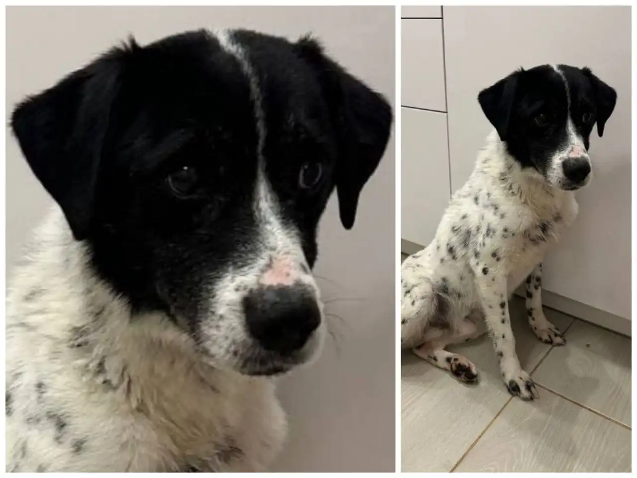 Найденная собачка ищет дом в Тюмени