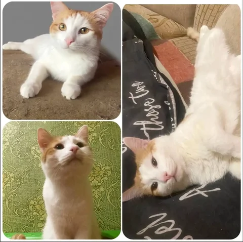 Котик Амур - Животные в Тюмень