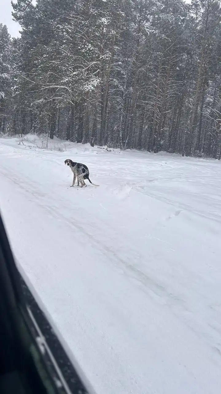 Пропала собака в районе мкр Лесной