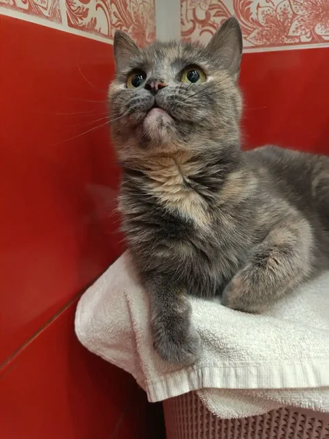 Трехлапая кошечка Мия ищет семью - Животные в Тюмень