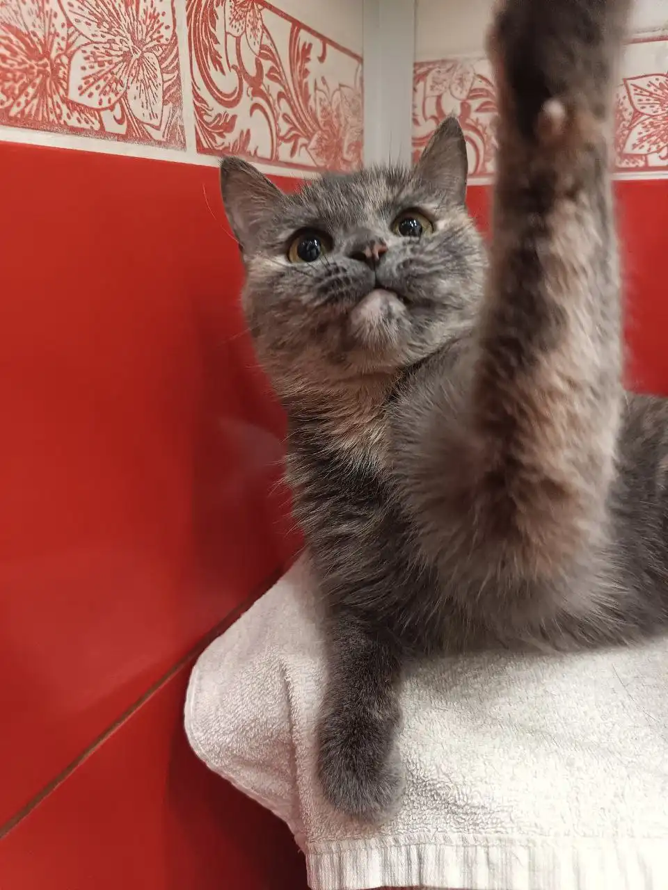 Трехлапая кошечка Мия ищет семью