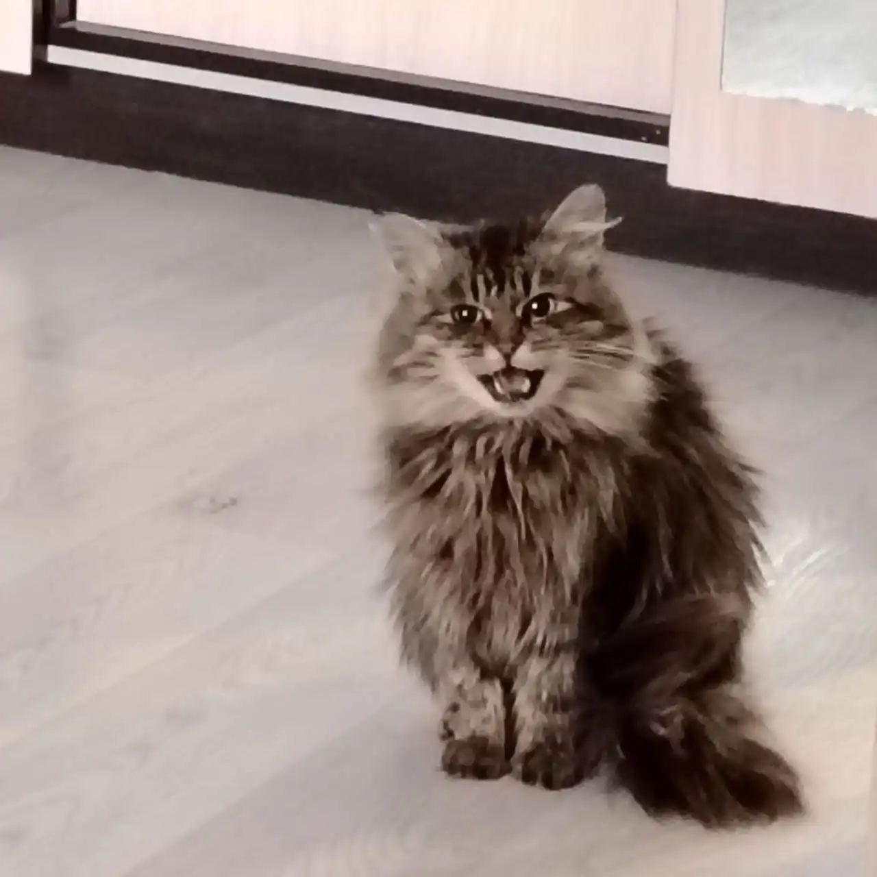 Кошечка ищет дом