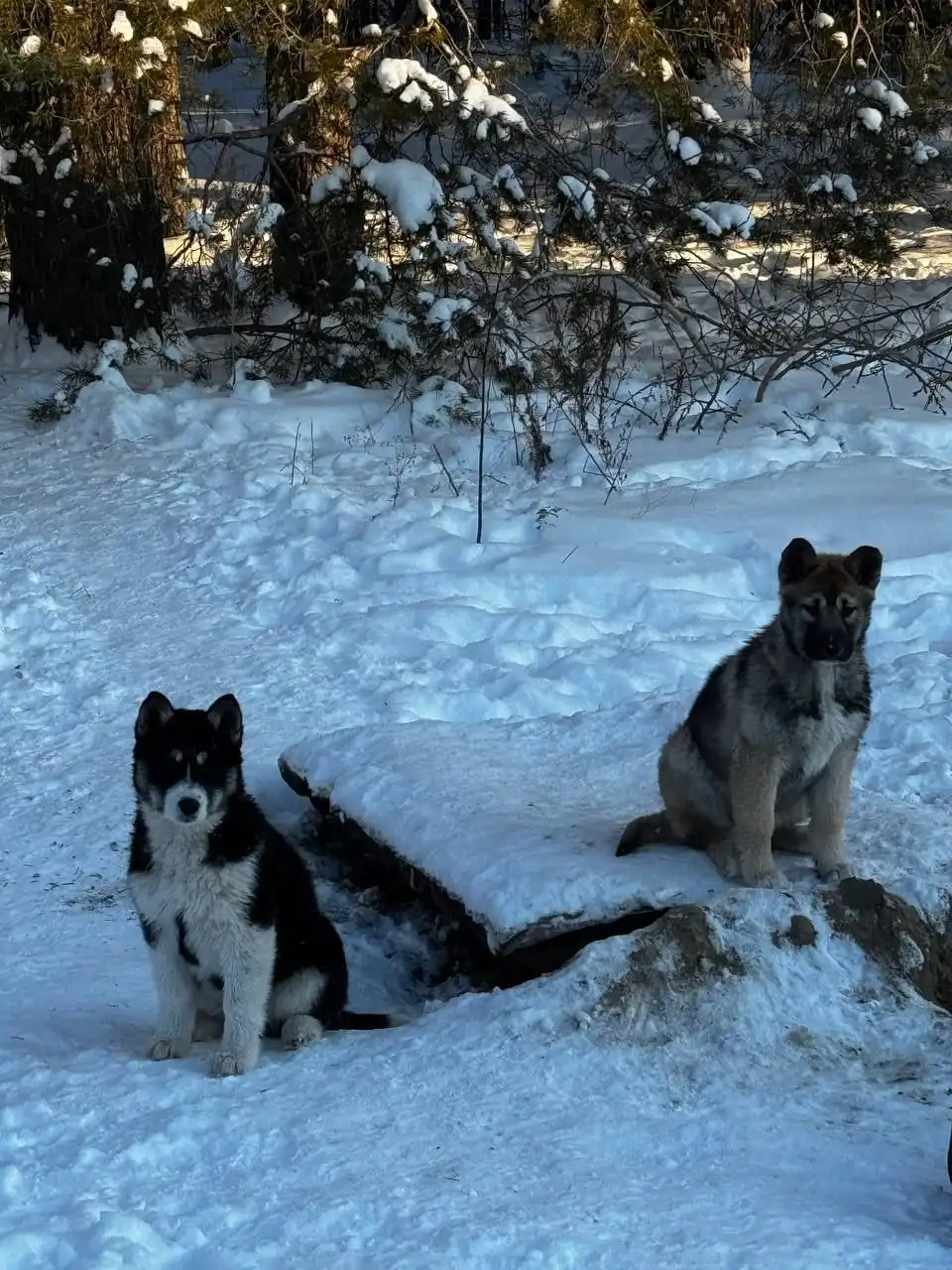 Шикарные щенки крупного размера для охраны и компаньона