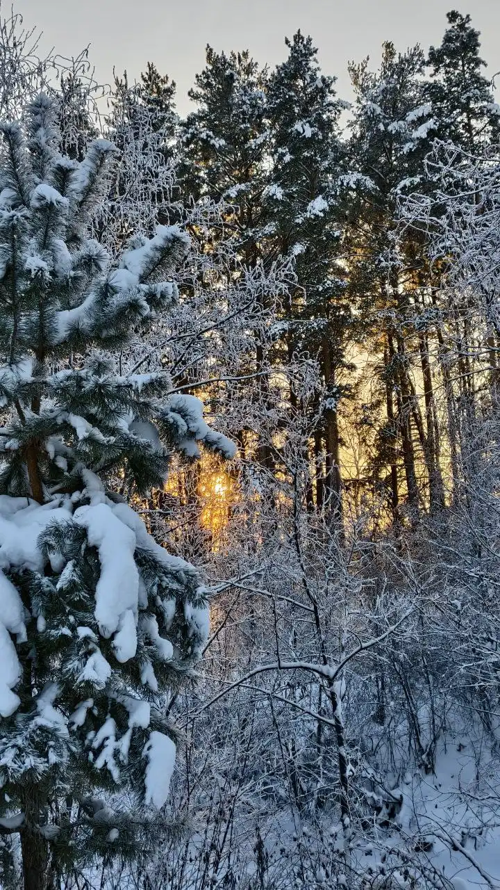 Аренда уединенного дома в зимнем лесу