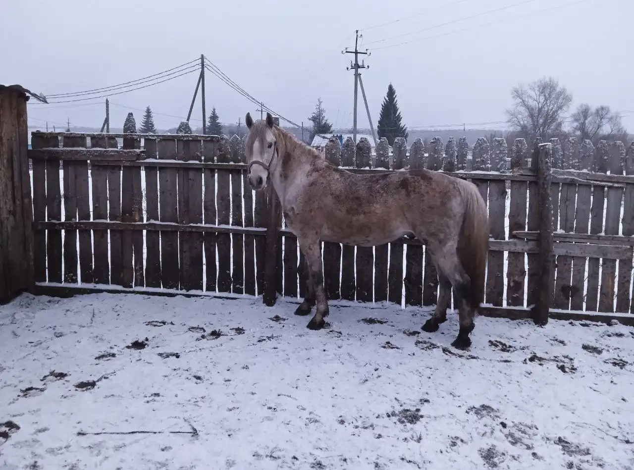 Продажа жеребца 6 лет, отец орловец
