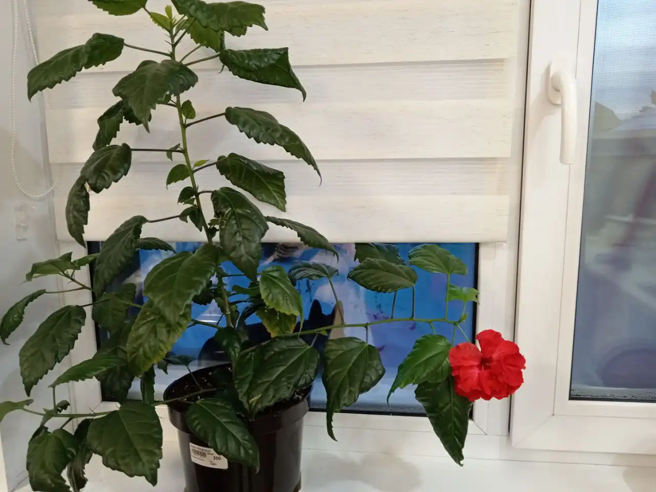 Продам розу