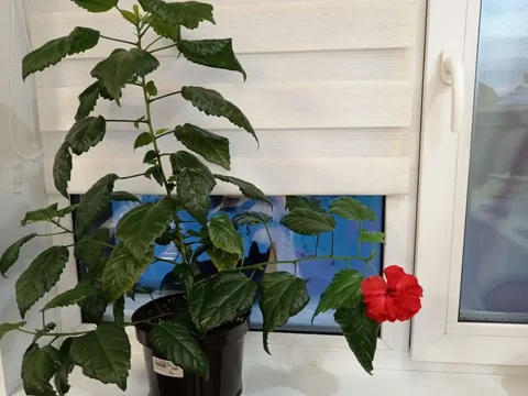 Продам розу - Хобби и отдых в Тюмень