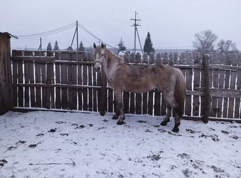 Продажа жеребца 6 лет - Птица в Тюмень