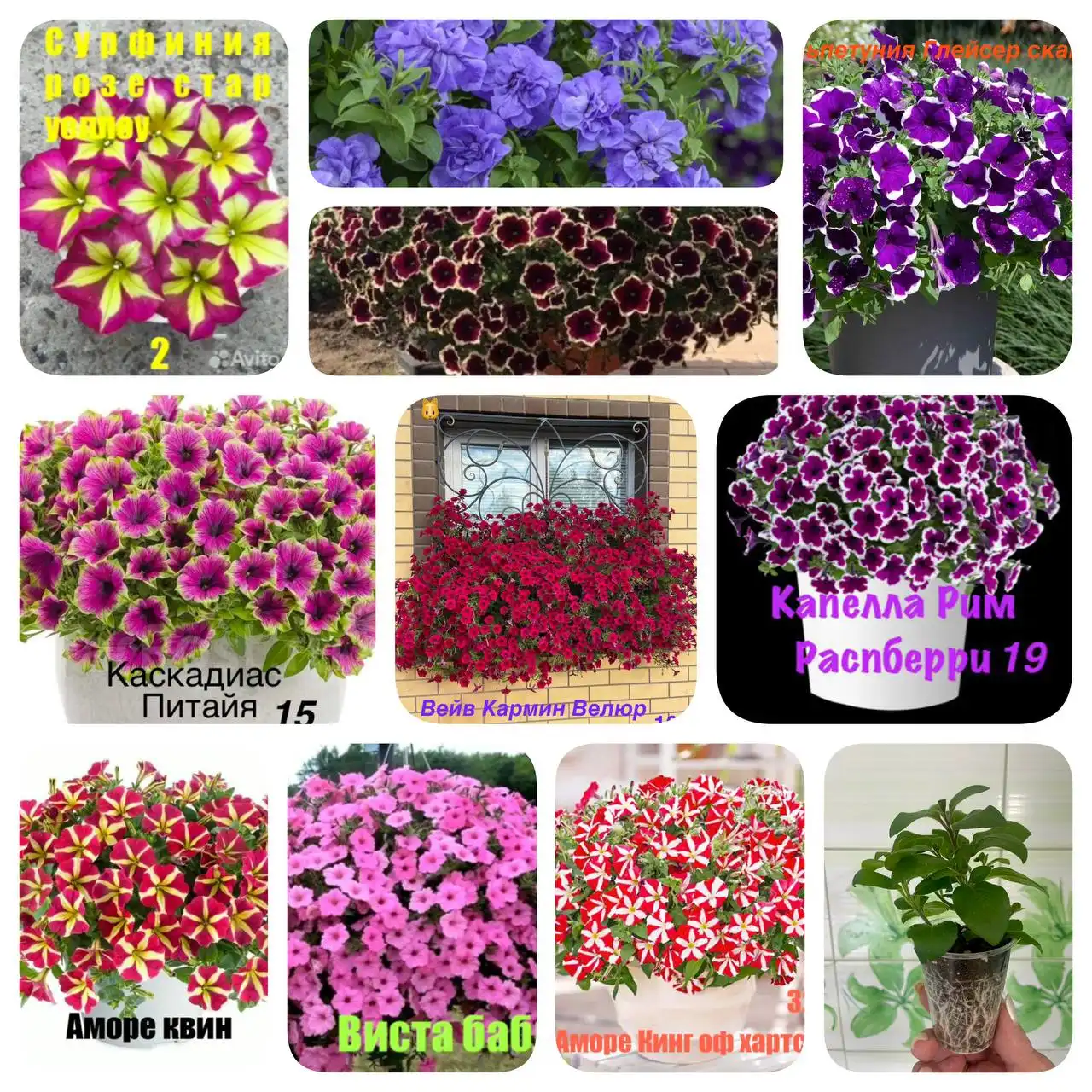 Продажа укорененных черенков петунии и других цветов - Растения (Хобби и отдых) в Тюмень