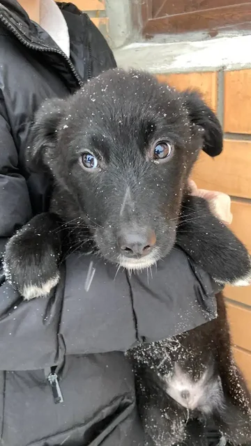 Щим - щенок ищет дом - Собаки в Тюмень