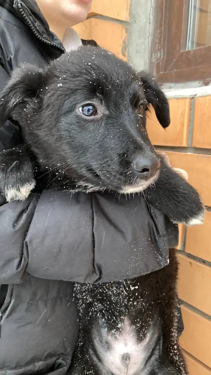 Щим - щенок ищет дом - Собаки (Животные) в Тюмень