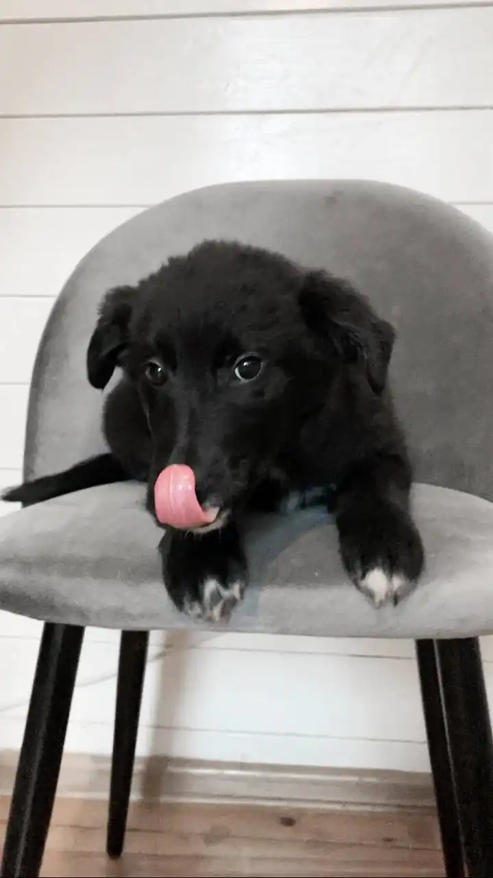 Щим - щенок ищет дом - Собаки (Животные) в Тюмень