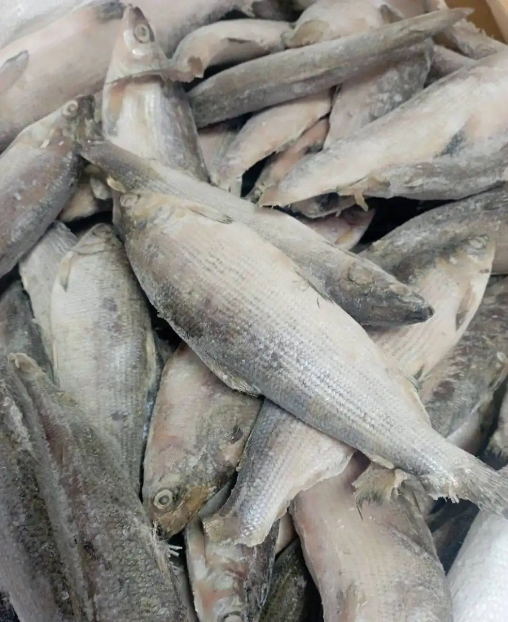 Свежемороженый сырок (Ямальский) от 5 кг - Рыбалка (Хобби и отдых) в Тюмень