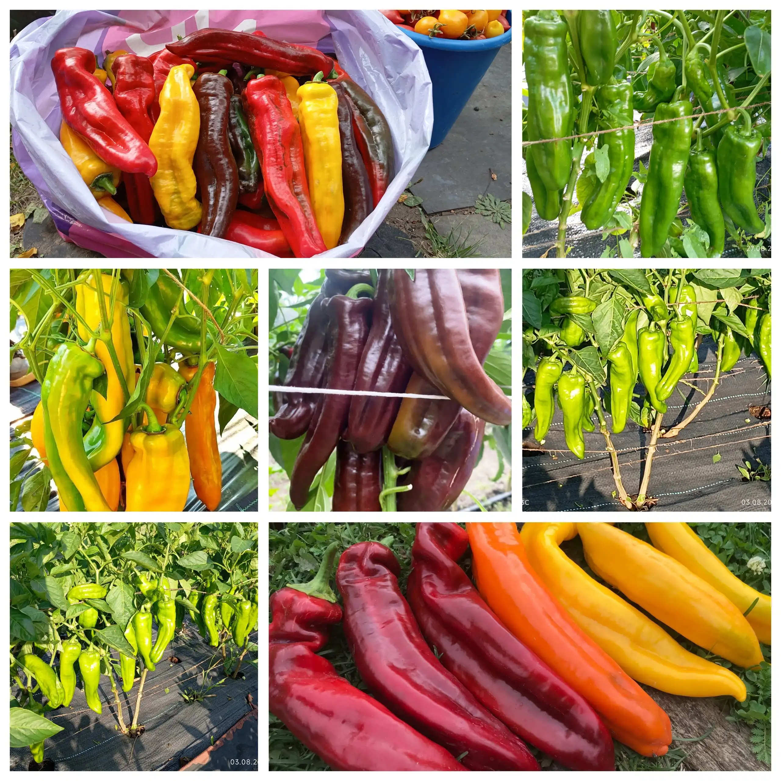 Набор семян перца Палермо 4 сорта - Семена и рассада (Для дома и дачи) в Саратов