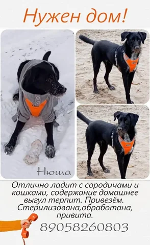 Нюша - Холодильники в Тюмень