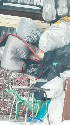 Кот черного цвета ищет дом в Боровском СНТ Лесовод - Товары для животных в Тюмень