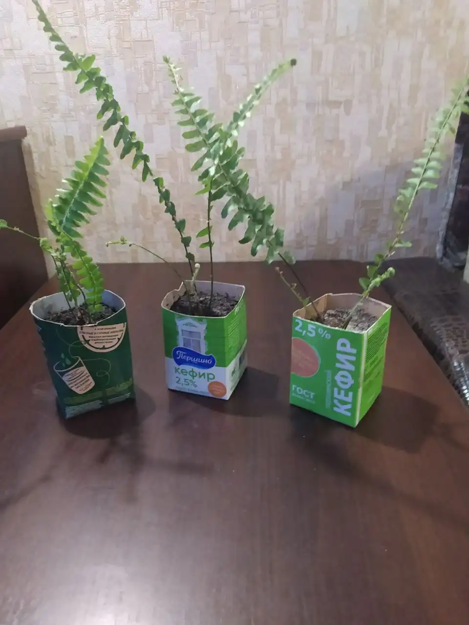 Продам домашний папоротник - Растения (Барахолка) в Тюмень