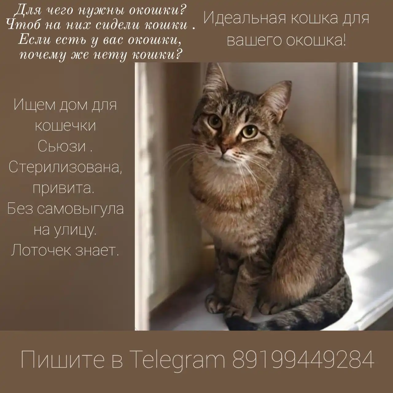 Продажа щенка Сьюзи в Тюмени - Собаки (Животные) в Тюмень