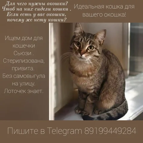 Продажа щенка Сьюзи в Тюмени - частное объявление в Тюмень