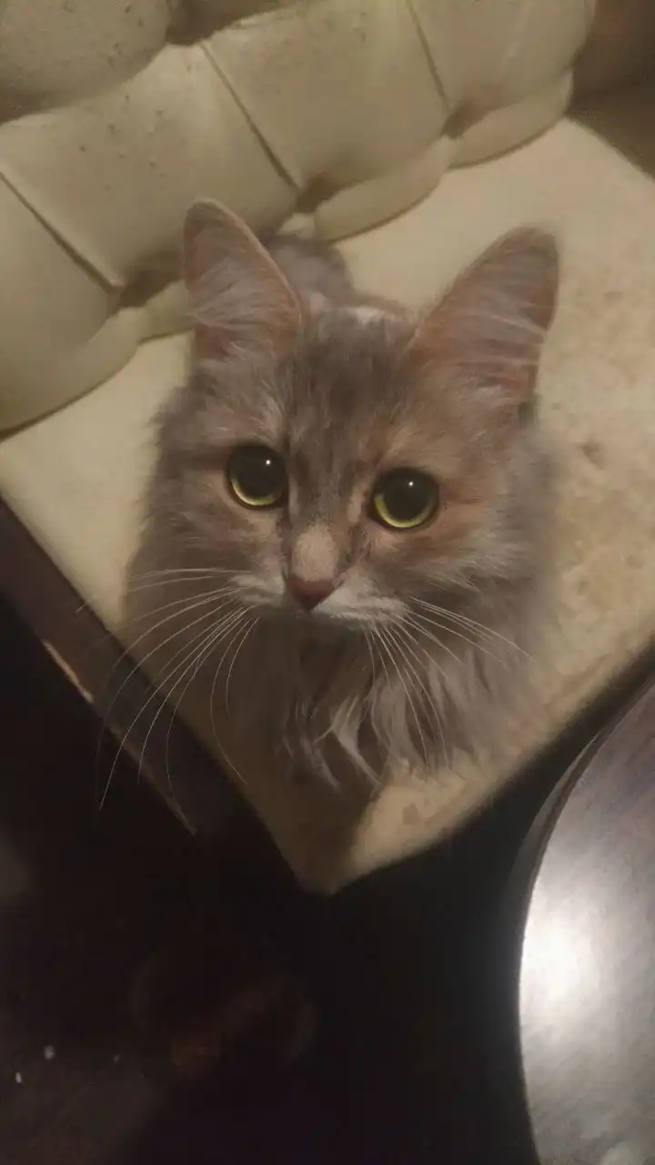 Кошка для дома в Тюмени - Кошки (Животные) в Тюмень